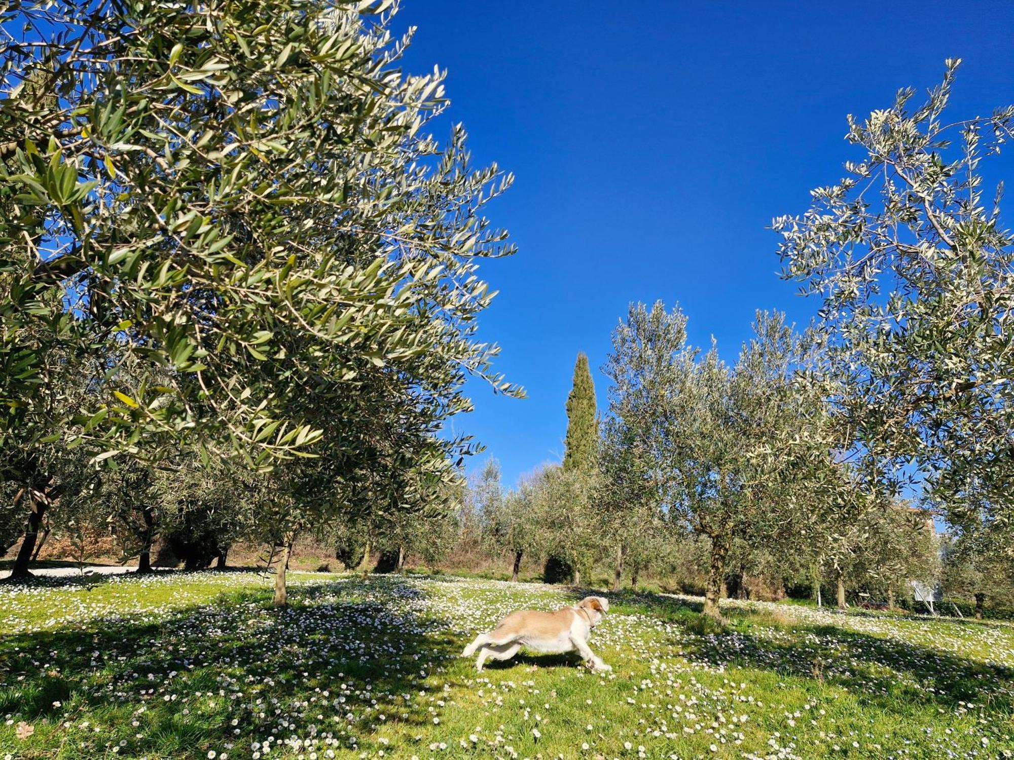 Agriturismo Val Della Pieve Anghiari Ngoại thất bức ảnh