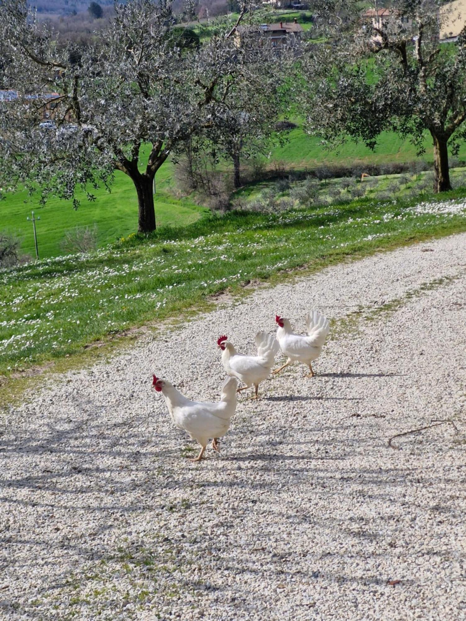 Agriturismo Val Della Pieve Anghiari Ngoại thất bức ảnh