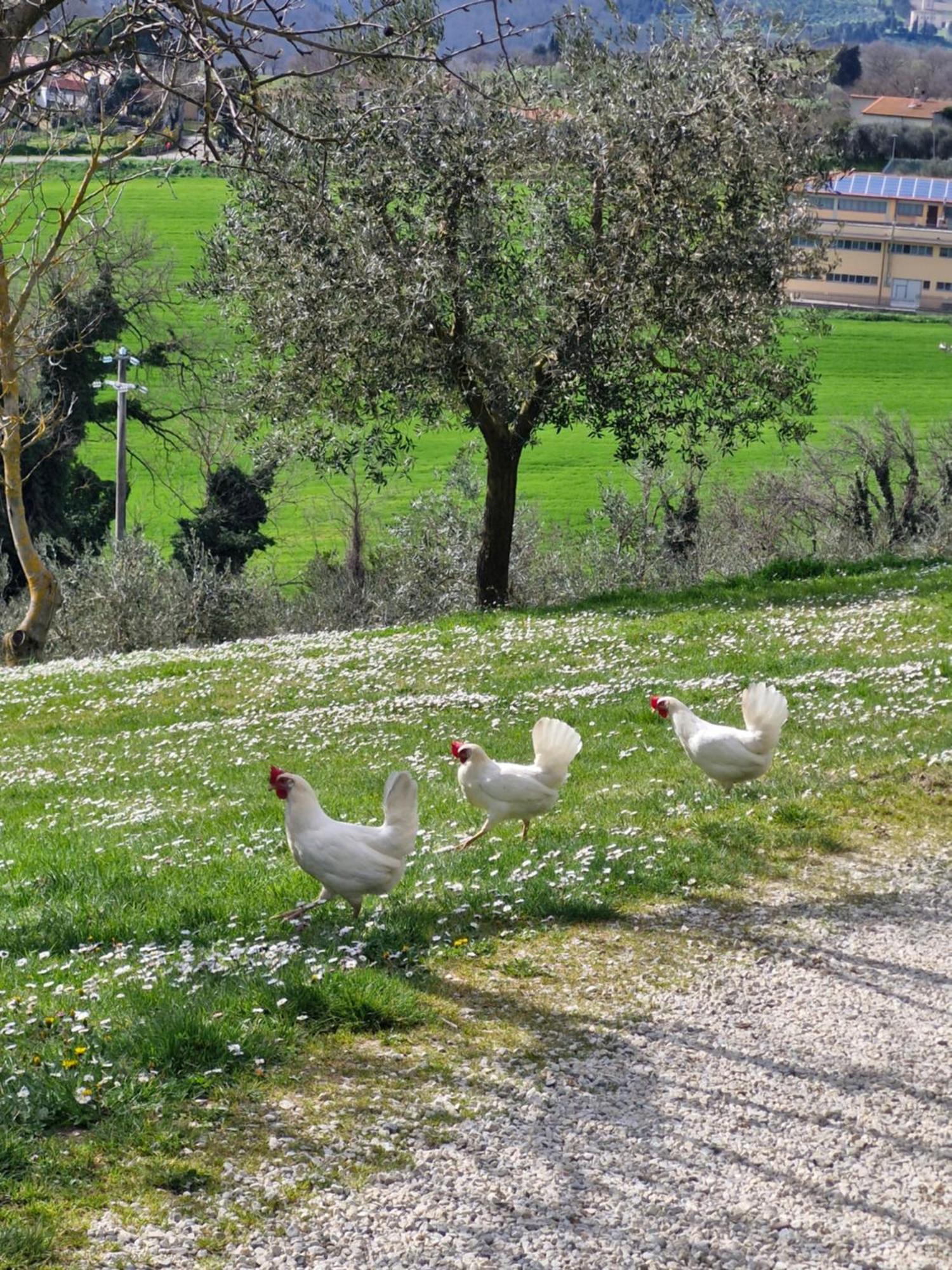 Agriturismo Val Della Pieve Anghiari Ngoại thất bức ảnh